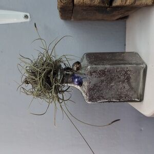 Air Plant Display